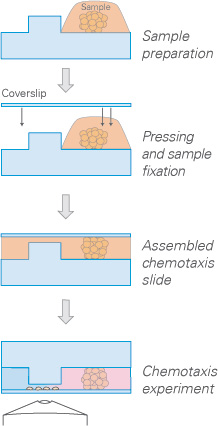 S_80328_sticky_Chemo3D_image2.jpg