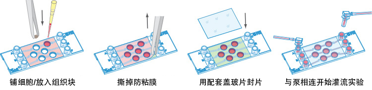 S_8037X_III_3D_Perfusion_Filling副本.jpg