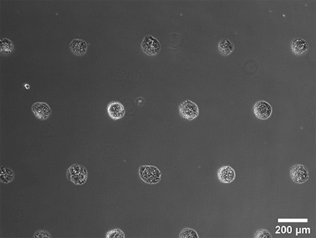 S_83XXX_Slide_microPattern_cells06.jpg