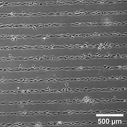 S_83XXX_Slide_Test_Pattern_cells06.jpg